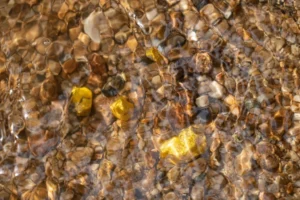 Pure gold nugget ore found in mine with natural water sources